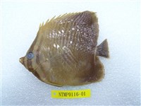 藏品(曲紋蝴蝶魚)的圖片